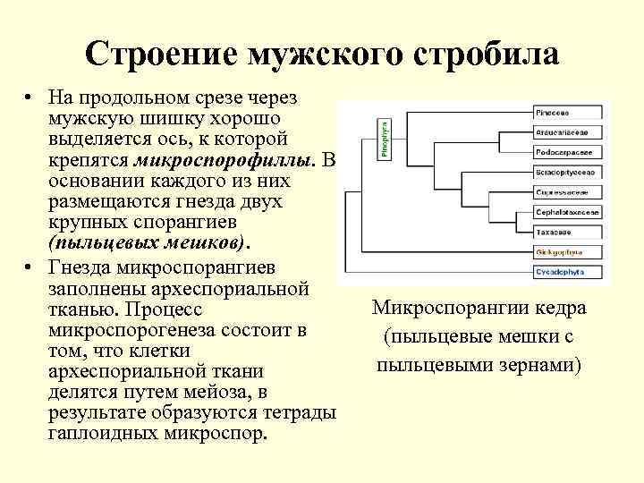 Строение мужского стробила • На продольном срезе через мужскую шишку хорошо выделяется ось, к