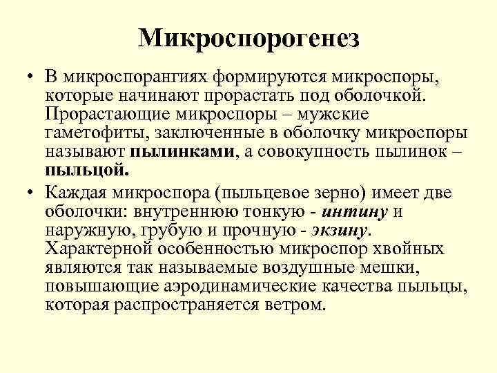 Микроспорогенез • В микроспорангиях формируются микроспоры, которые начинают прорастать под оболочкой. Прорастающие микроспоры –