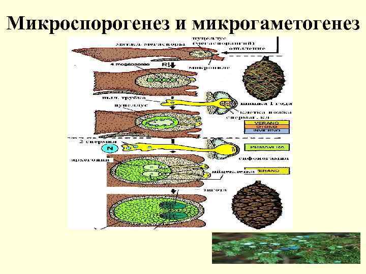 Микроспорогенез и микрогаметогенез 