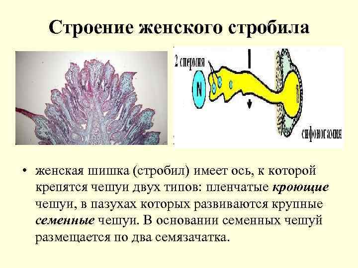 Строение женского стробила • женская шишка (стробил) имеет ось, к которой крепятся чешуи двух