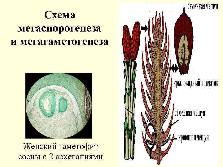 Макроспора это. Мегаспорогенез у покрытосеменных. Схема мегаспорогенеза и мегагаметогенеза. Женский гаметофит с архегониями. Мегаспорогенез у цветковых растений.