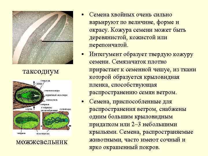 таксодиум можжевельник • Семена хвойных очень сильно варьируют по величине, форме и окрасу. Кожура