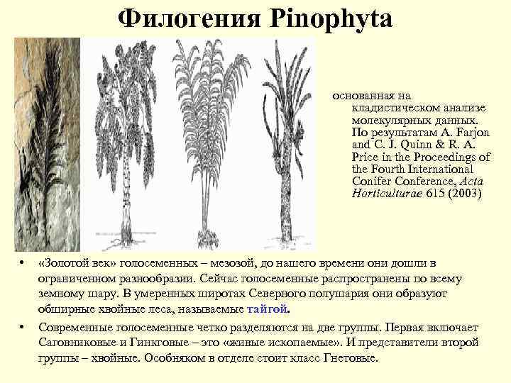 Филогения Pinophyta основанная на кладистическом анализе молекулярных данных. По результатам A. Farjon and C.