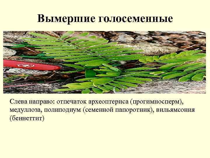 Вымершие голосеменные Слева направо: отпечаток археоптериса (прогимносперм), медуллоза, полиподиум (семенной папоротник), вильямсония (беннеттит) 