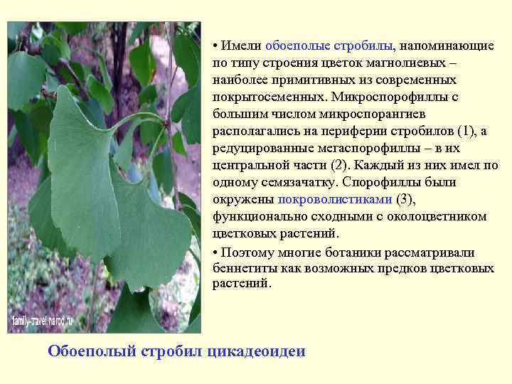  • Имели обоеполые стробилы, напоминающие по типу строения цветок магнолиевых – наиболее примитивных