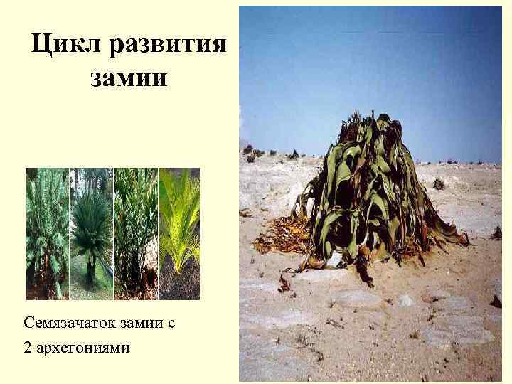 Цикл развития замии Семязачаток замии с 2 архегониями 