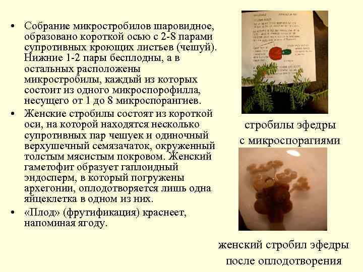  • Собрание микростробилов шаровидное, образовано короткой осью с 2 -8 парами супротивных кроющих