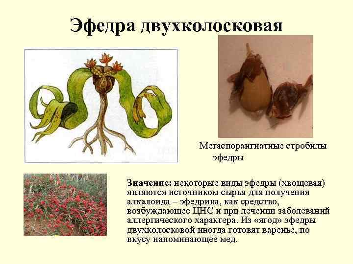 Эфедра двухколосковая Мегаспорангиатные стробилы эфедры Значение: некоторые виды эфедры (хвощевая) являются источником сырья для