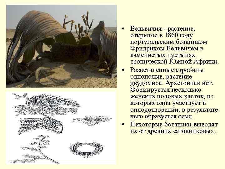  • Вельвичия - растение, открытое в 1860 году португальским ботаником Фридрихом Вельвичем в