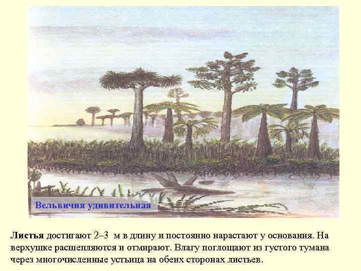 Вельвичия удивительная Листья достигают 2– 3 м в длину и постоянно нарастают у основания.