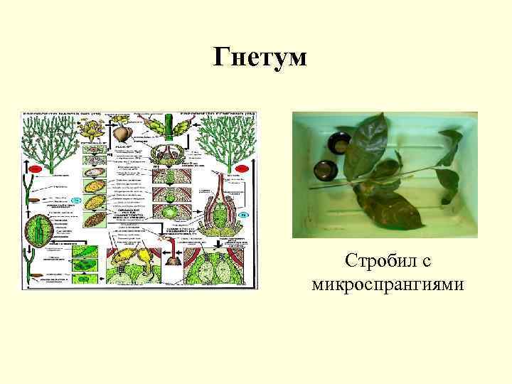 Гнетум Стробил с микроспрангиями 