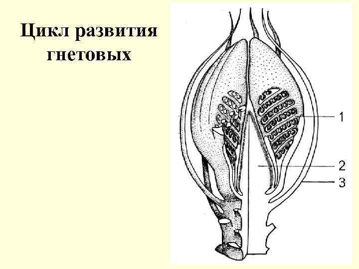 Цикл развития гнетовых 