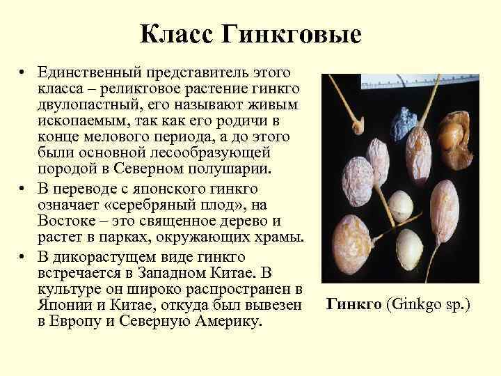 Класс Гинкговые • Единственный представитель этого класса – реликтовое растение гинкго двулопастный, его называют