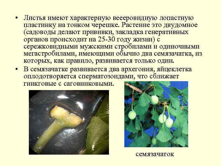  • Листья имеют характерную веееровидную лопастную пластинку на тонком черешке. Растение это двудомное