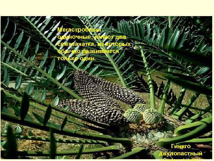 Мегастробилы одиночные, имеют два семязачатка, из которых обычно развивается только один. Гинкго двулопастный 