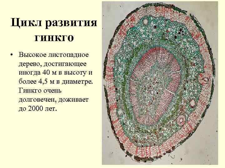 Цикл развития гинкго • Высокое листопадное дерево, достигающее иногда 40 м в высоту и
