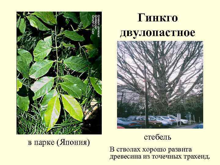 Гинкго двулопастное в парке (Япония) стебель В стволах хорошо развита древесина из точечных трахеид.