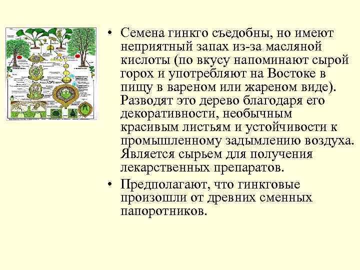  • Семена гинкго съедобны, но имеют неприятный запах из-за масляной кислоты (по вкусу