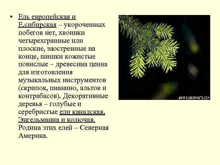 • Ель европейская и Е. сибирская – укороченных побегов нет, хвоинки четырехгранные или