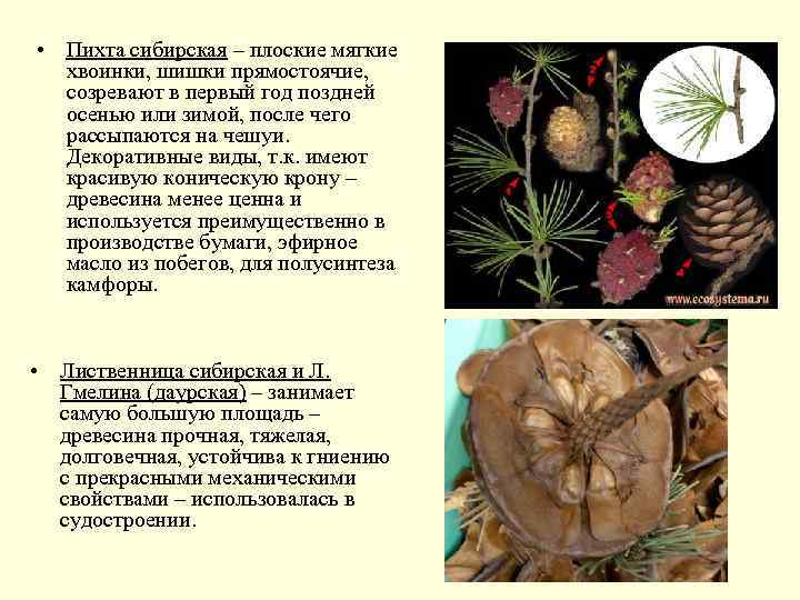  • Пихта сибирская – плоские мягкие хвоинки, шишки прямостоячие, созревают в первый год