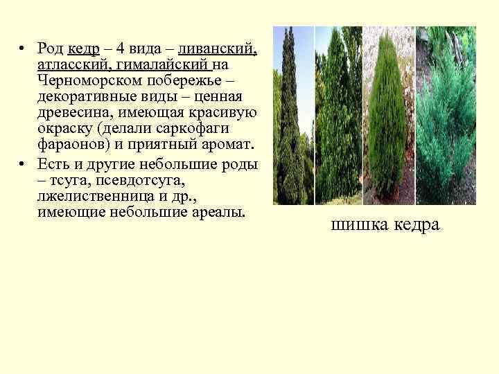  • Род кедр – 4 вида – ливанский, атласский, гималайский на Черноморском побережье