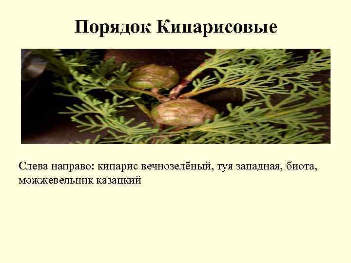 Порядок Кипарисовые Слева направо: кипарис вечнозелёный, туя западная, биота, можжевельник казацкий 