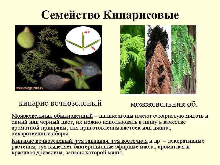 Семейство Кипарисовые кипарис вечнозеленый можжевельник об. Можжевельник обыкновенный – шишкоягоды имеют сахаристую мякоть и