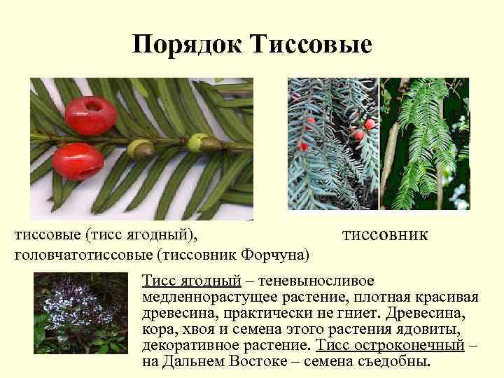 Тисс растение фото и описание