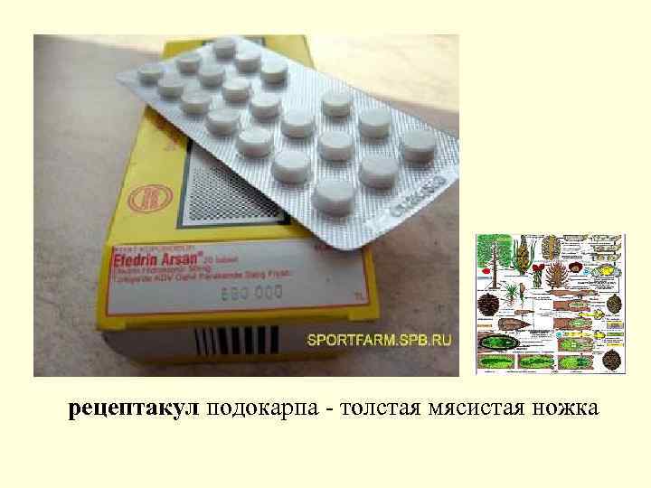 рецептакул подокарпа - толстая мясистая ножка 