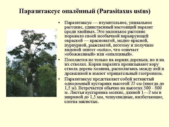 Паразитаксус опалённый (Parasitaxus ustus) • Паразитаксус — изумительное, уникальное растение, единственный настоящий паразит среди