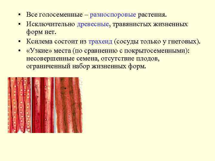  • Все голосеменные – разноспоровые растения. • Исключительно древесные, травянистых жизненных форм нет.