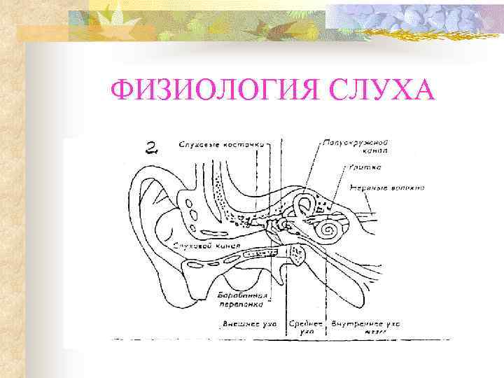 Чувствительный орган слуха. Физиология слуха. Физиология слуха человека. Острота слуха это физиология. Строение органа слуха рисунок.
