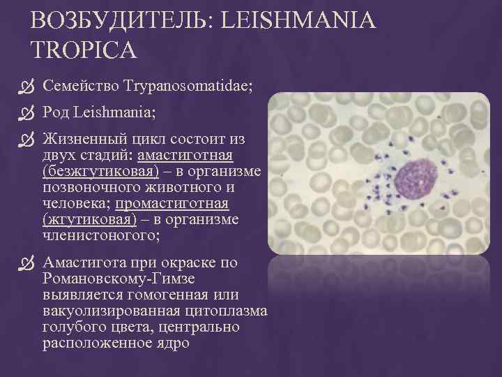ВОЗБУДИТЕЛЬ: LEISHMANIA TROPICA Семейство Trypanosomatidae; Род Leishmania; Жизненный цикл состоит из двух стадий: амастиготная