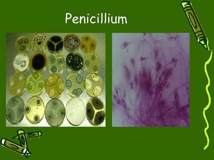 Penicillium 
