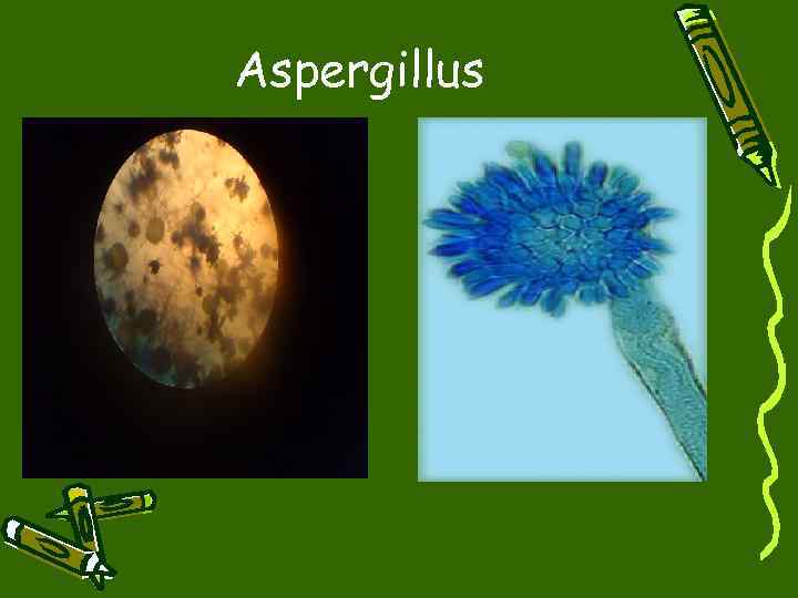 Aspergillus 