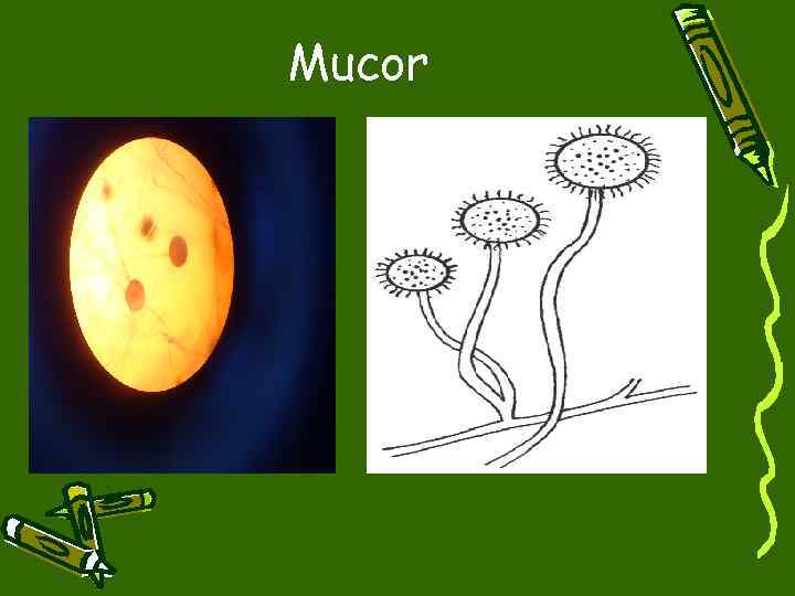 Mucor 