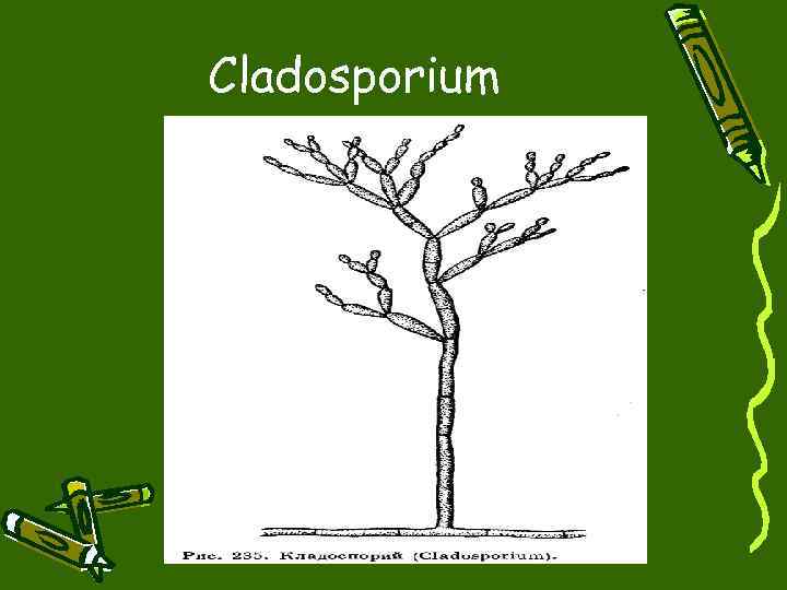 Cladosporium 