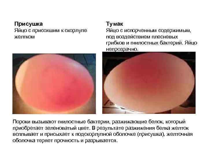 Кровяное пятно    Красюк Яйцо с наличием на поверхности  Яйцо с