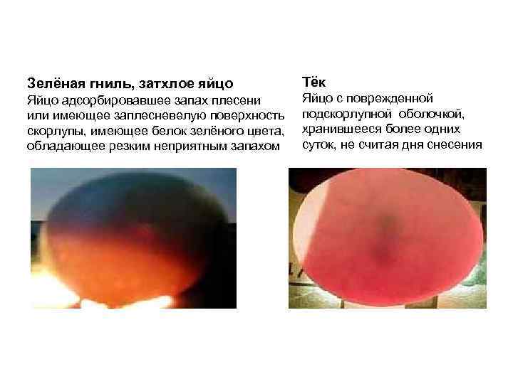 Микробиология яичных   продуктов 