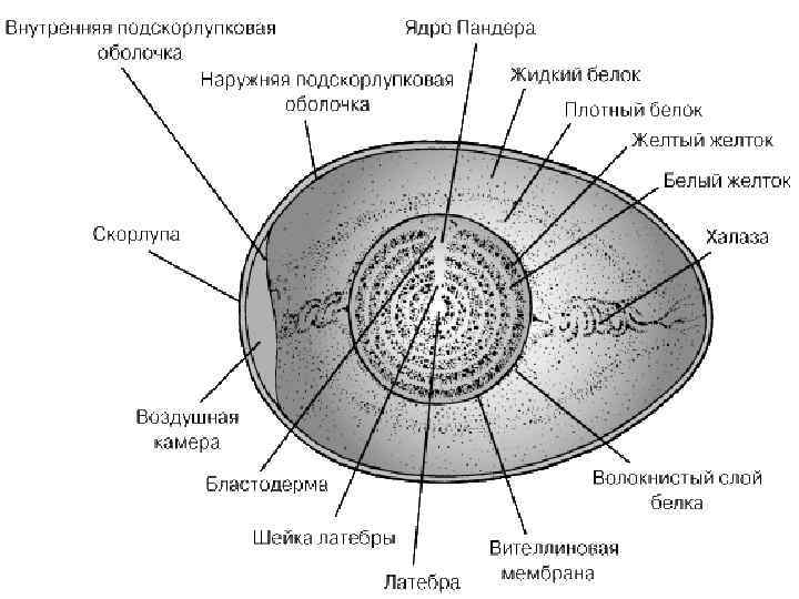 Лизоцим Авидин 