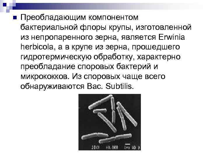 n Преобладающим компонентом бактериальной флоры крупы, изготовленной из непропаренного зерна, является Erwinia herbicola, а