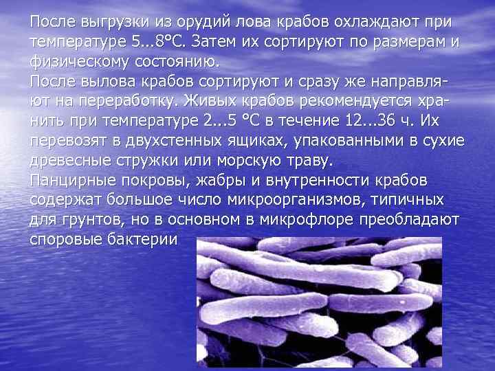 После выгрузки из орудий лова крабов охлаждают при температуре 5. . . 8°С. Затем