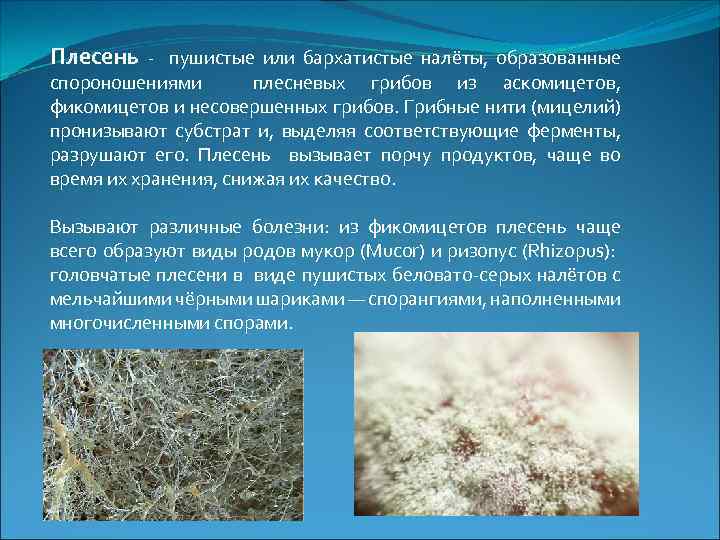 Плесень - пушистые или бархатистые налёты, образованные спороношениями плесневых грибов из аскомицетов, фикомицетов и