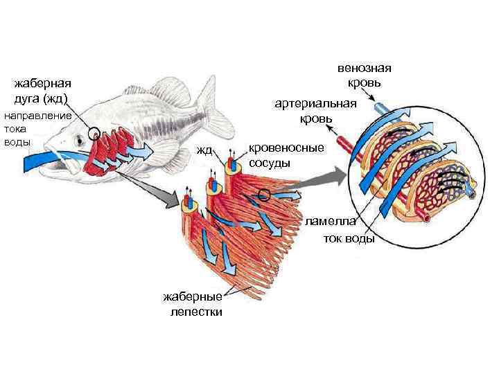 венозная кровь жаберная дуга (жд) направление тока воды артериальная кровь жд кровеносные сосуды ламелла