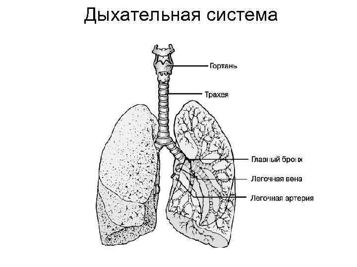 Дыхательная система 
