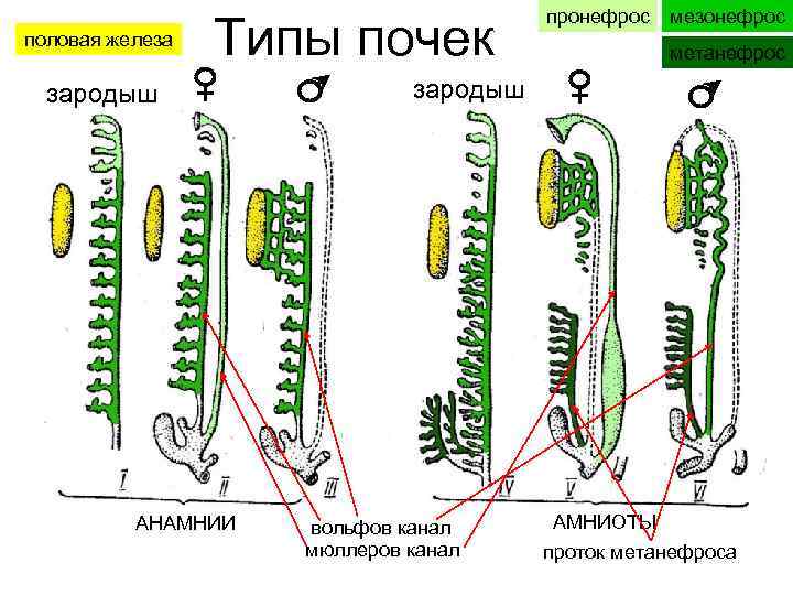 половая железа Типы почек зародыш АНАМНИИ пронефрос мезонефрос метанефрос зародыш вольфов канал мюллеров канал