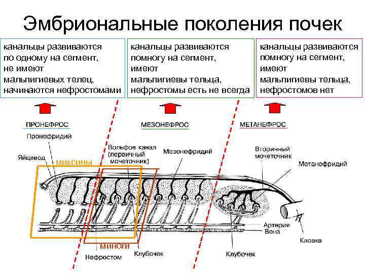 Эмбриональные поколения почек канальцы развиваются по одному на сегмент, не имеют мальпигиевых телец, начинаются