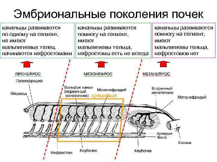 Эмбриональные поколения почек канальцы развиваются по одному на сегмент, не имеют мальпигиевых телец, начинаются