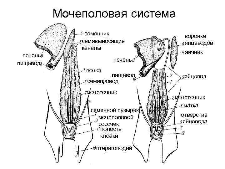 Половая система рыб