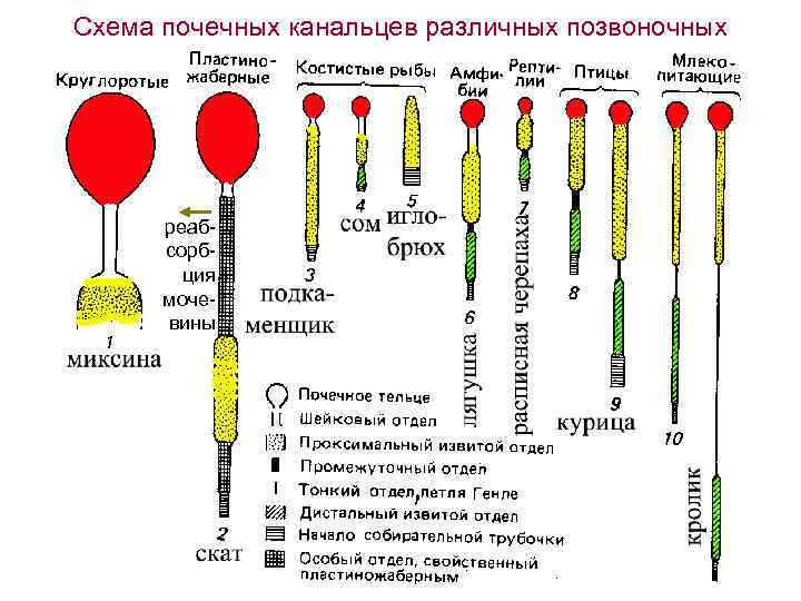 Схема почечных канальцев различных позвоночных реабсорбция мочевины 